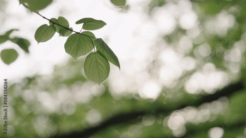Slow motion handheld shot of linden leaves on abranches closeup Slow motion handheld shot of linden leaves on abranches closeup