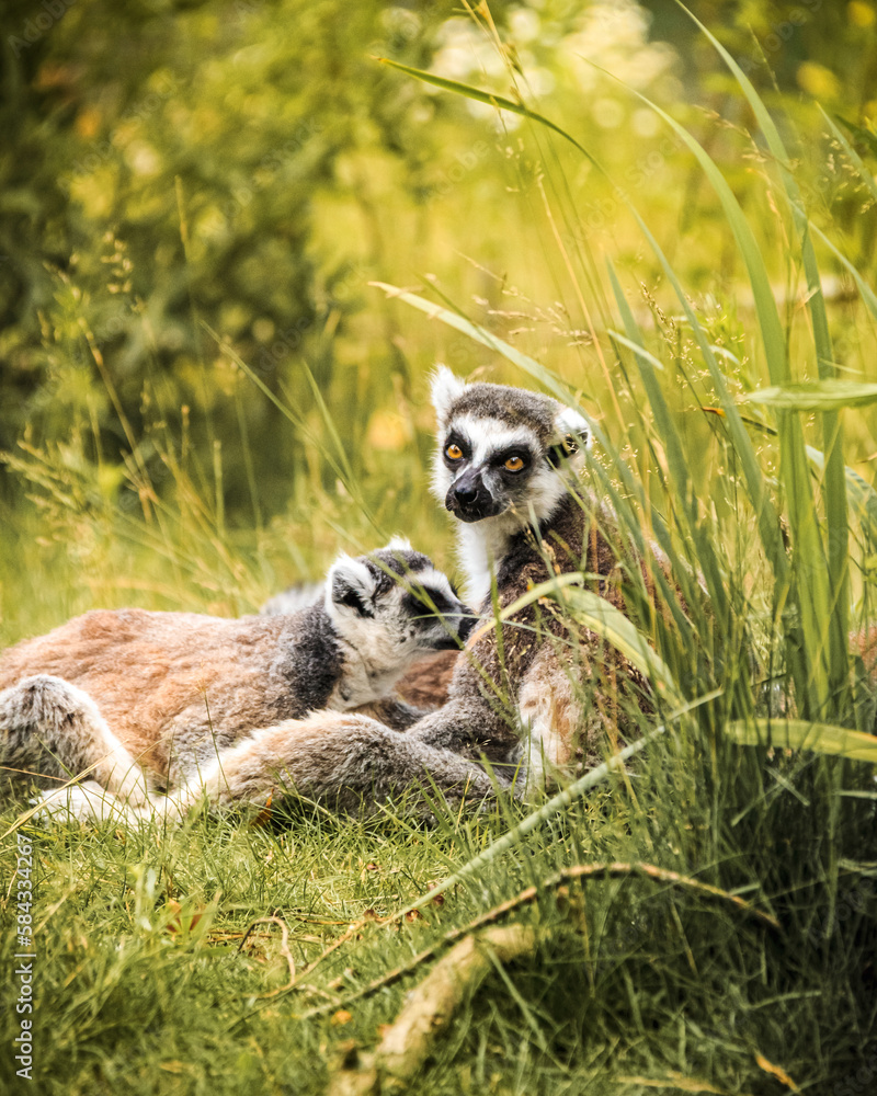 Obraz premium ring lemur