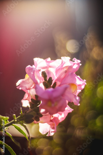 pink flowers in the garden © Bart