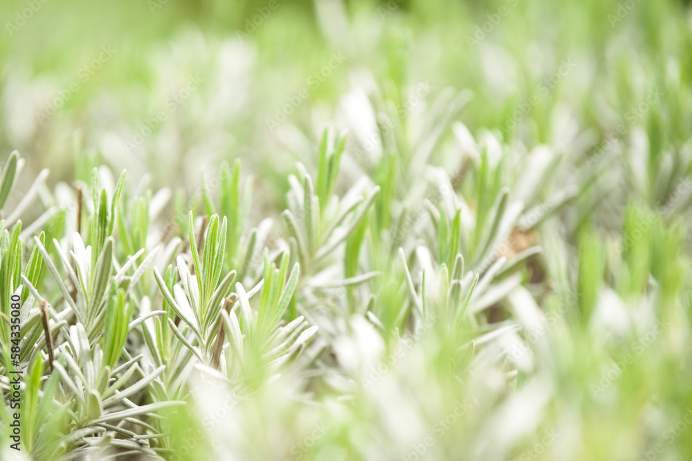 Natural green abstract background from nature with plants and sunlight for ecology and environment Natural green abstract background from nature with plants and sunlight for ecology and environment