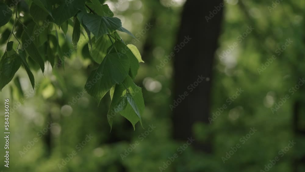 Slow motion handheld shot of linden leaves on abranches closeup Slow motion handheld shot of linden leaves on abranches closeup