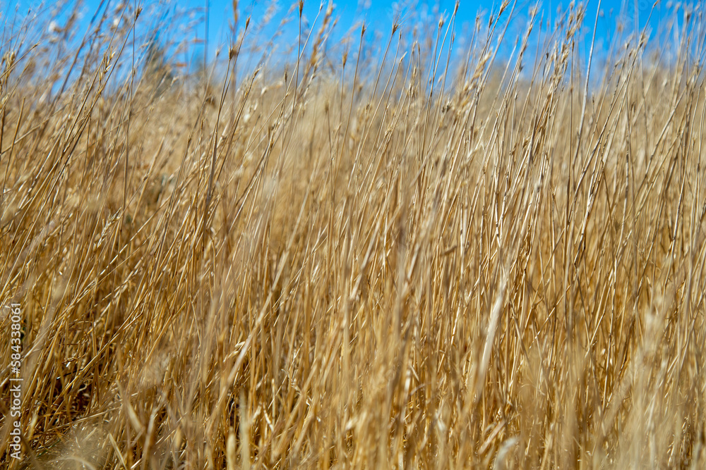Fototapeta premium El calafate