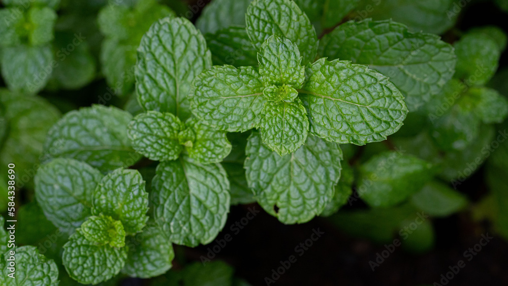 top viwe green mint leaves in plant garden. top viwe green mint leaves in plant garden.