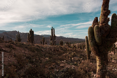 cactus landscape in Tuica Argentina 