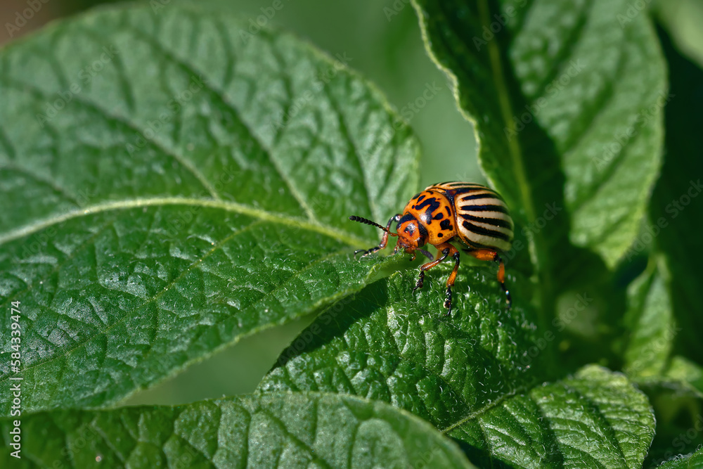 Obraz premium Potato bug on green leaf of potato plant. Colorado potato beetle eats potato leaves. Pest invasion, parasite destroy potatoes plants, insect on leaves