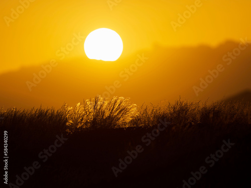 shining golden grass in saudi arabia