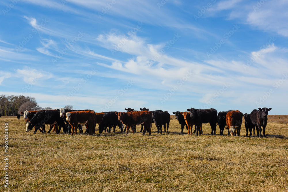 Fototapeta premium Cows grazing in the field, in the Pampas plain, Argentina