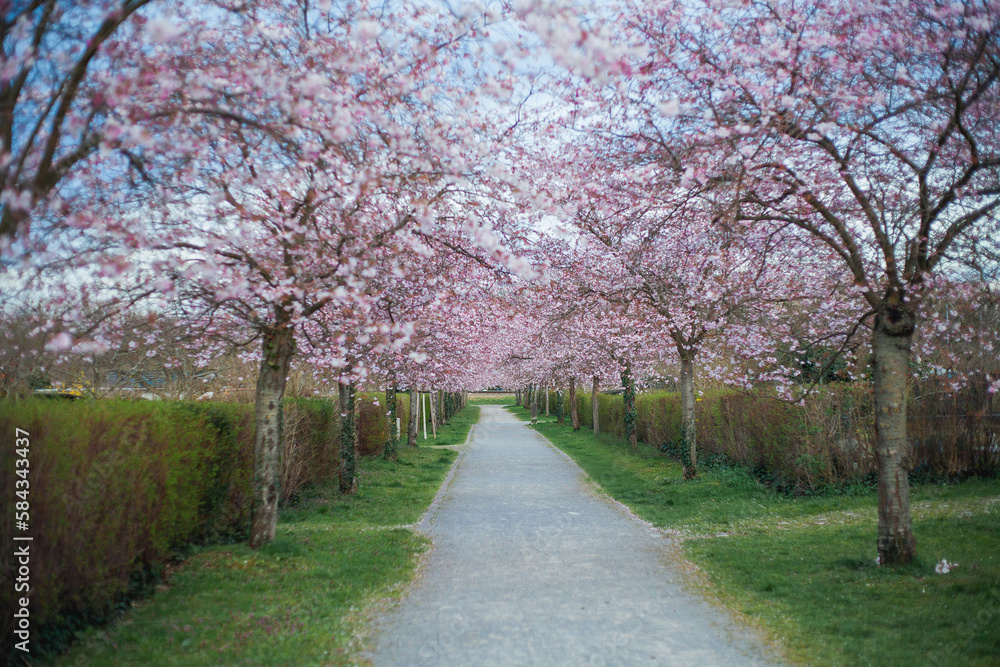Cherry blossoms. Park with pink flowers on the trees. Spring.