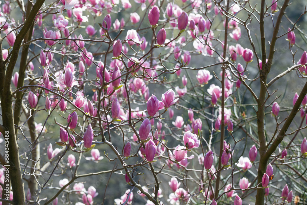 magnolia flowers on sunlight in spring garden magnolia flowers on sunlight in spring garden