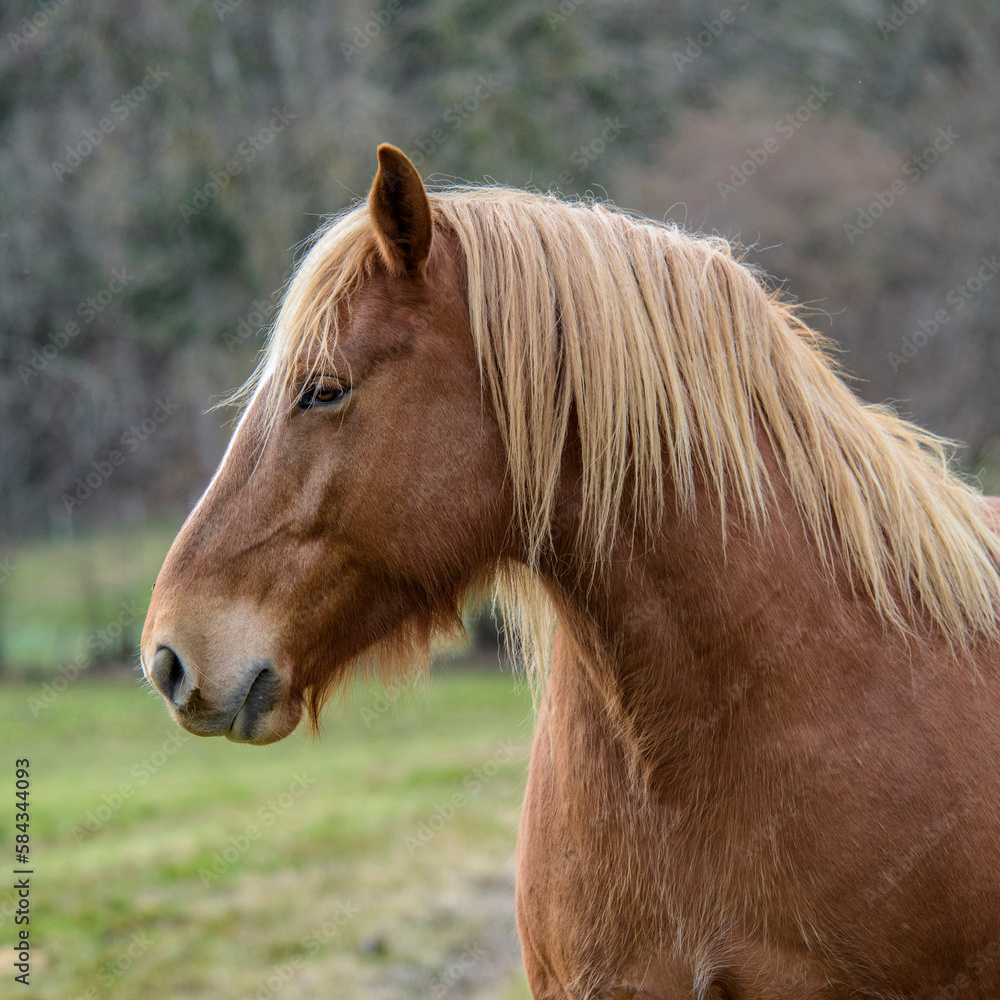 Fototapeta premium portrait d'une jument vue de profil