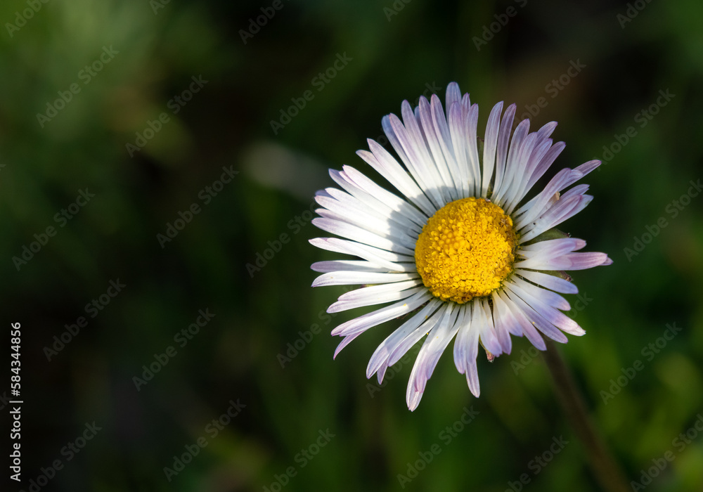 White daisy, delicate and pure flower, in the field with its natural background White daisy, delicate and pure flower, in the field with its natural background