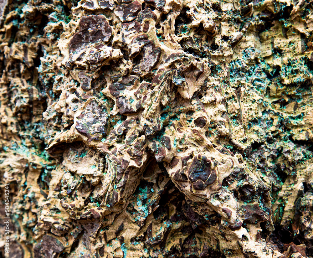 close up of a bark