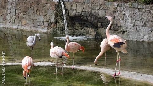 Herd of flamingos in a nature reserve, they are at peace.  There is access to drinking water to their place of residence. 