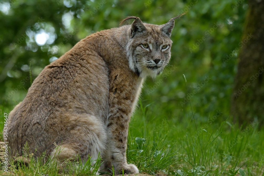 Eurasian lynx in forest