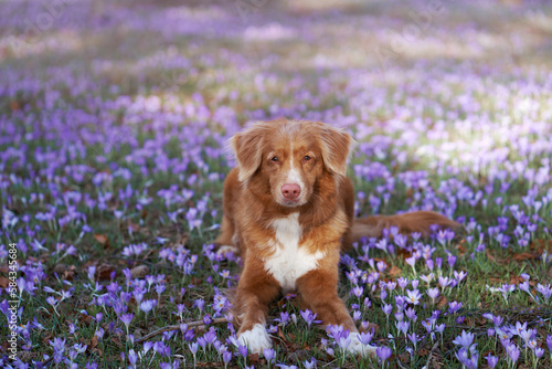 dog in crocus flowers. Pet in nature outdoors. Red Nova Scotia duck tolling retriever lies in the grass