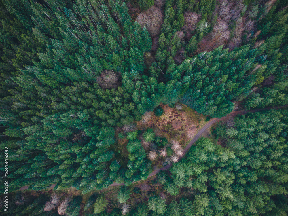 Obraz premium Perthshire, Scotland. Forest from above.