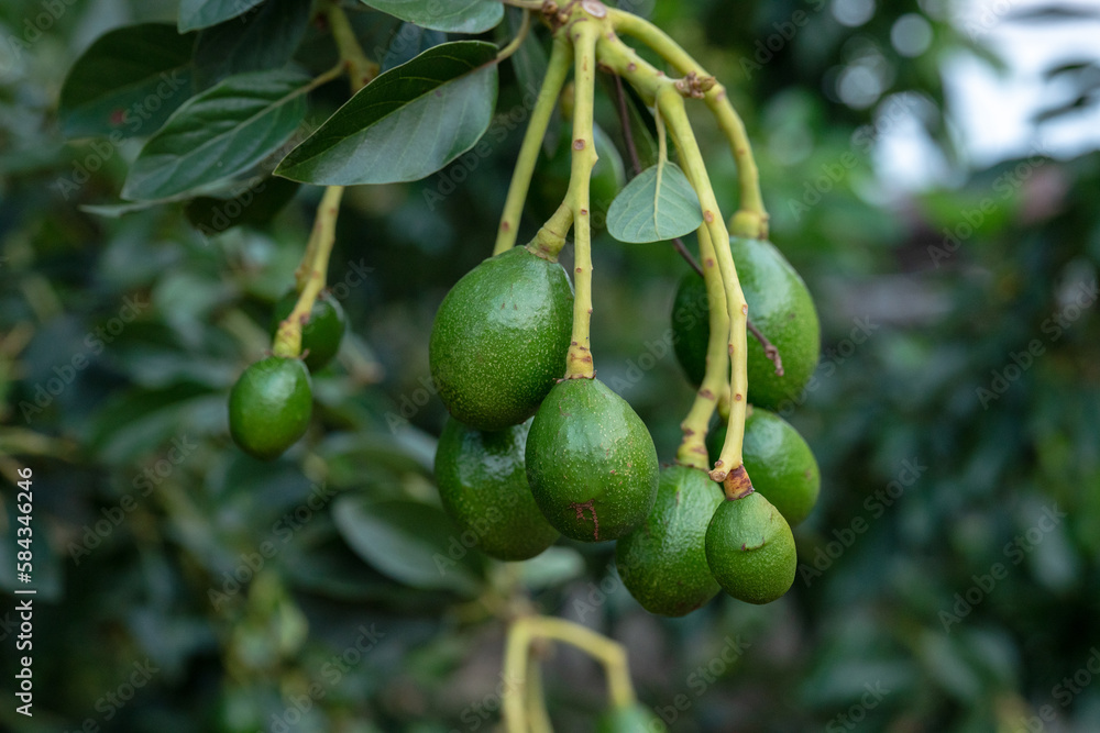 Peterson avocado fruit on tree. Peterson avocado fruit on tree.