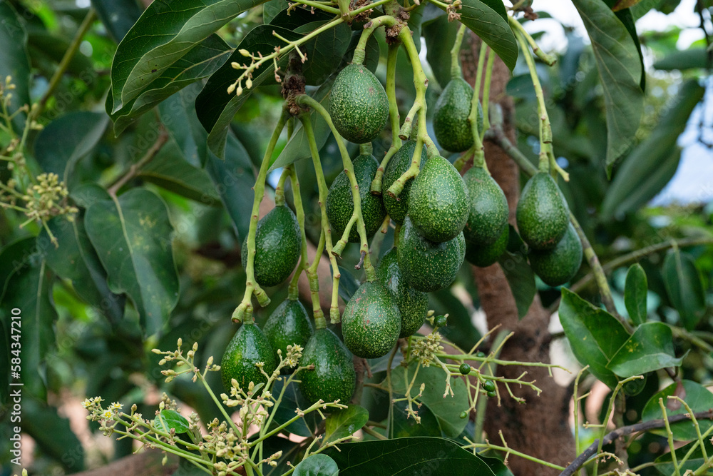 Peterson avocado fruit on tree