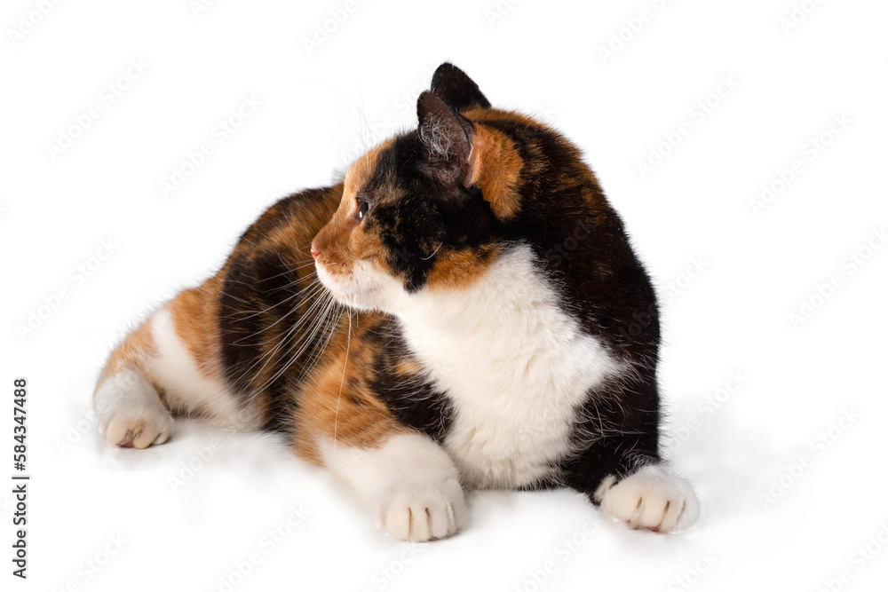 cat isolated, png file