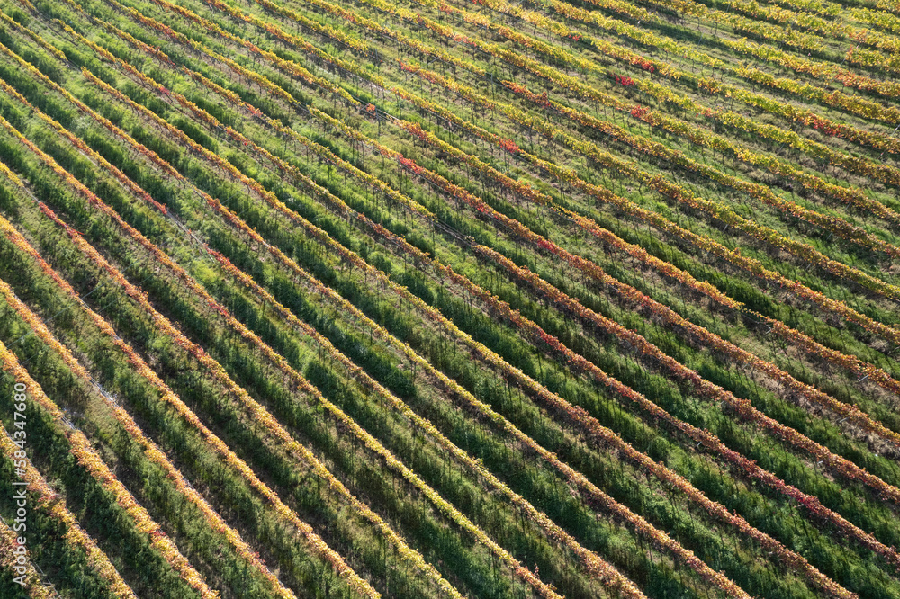 Aerial view of the rows of vines Aerial view of the rows of vines