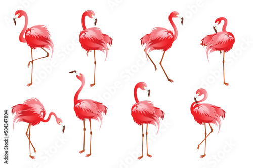 Set of flamingo concept in the flat cartoon style on a white background. Images of a pink flamingo from different angles. Vector illustration. © Andrey