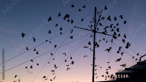 Silhouette with flock of starling birds sitting on pier mast and ropes at dawn and suddenly and simultaneously fly away.