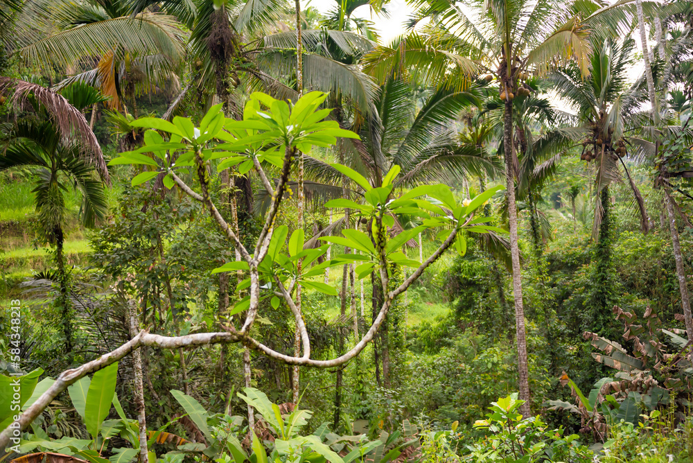 Fototapeta premium Lush green tropical vegetation on Bali island, Indonesia