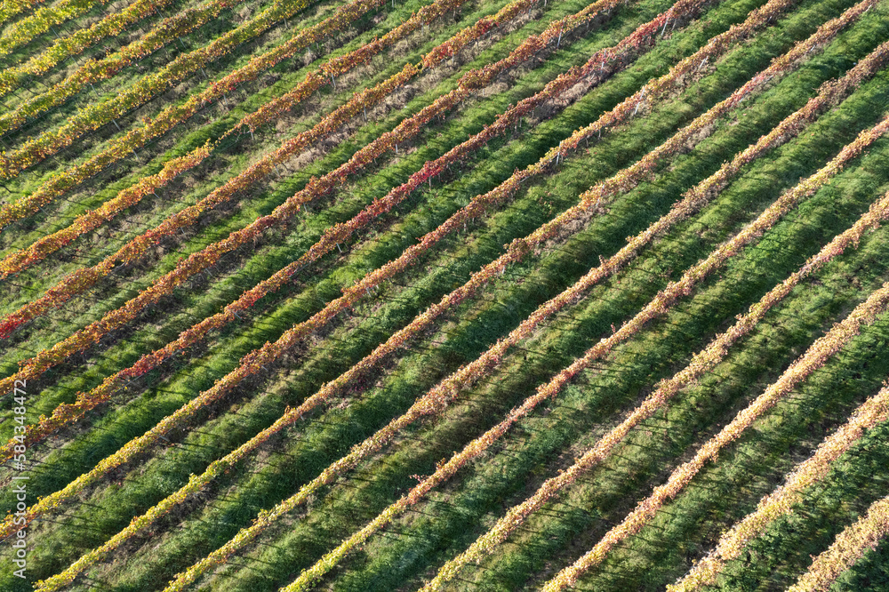 Aerial view of the rows of vines Aerial view of the rows of vines