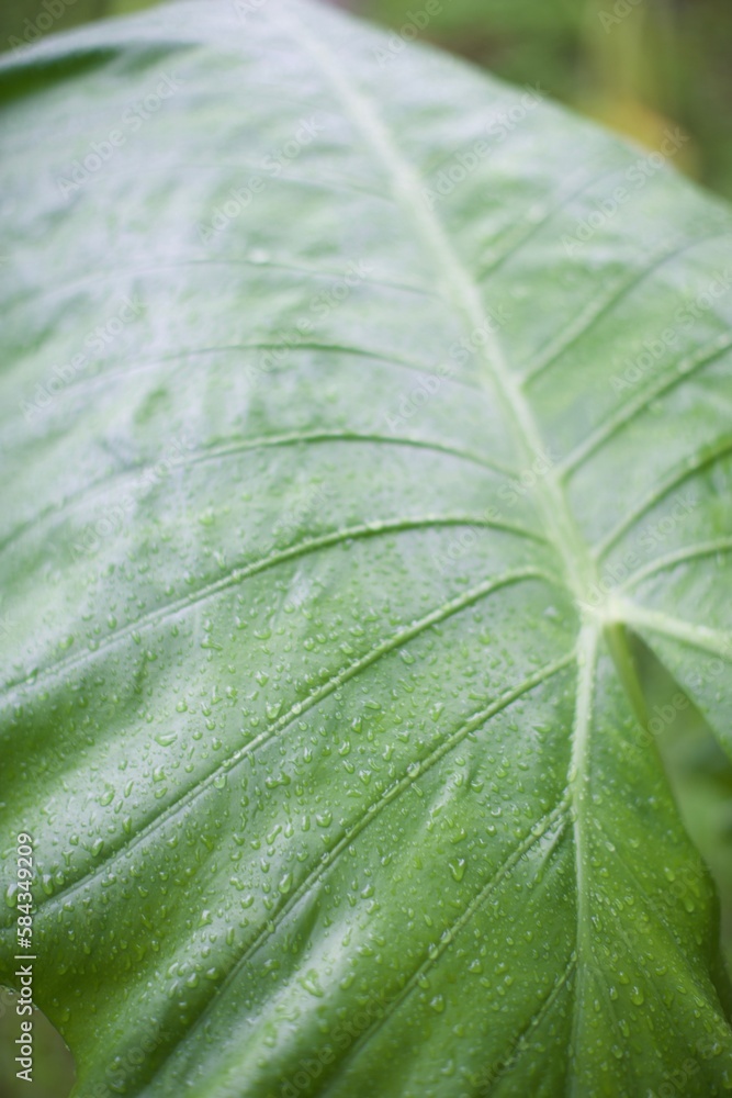 gros plan sur une feuille arum avec des gouttes de pluie gros plan sur une feuille arum avec des gouttes de pluie