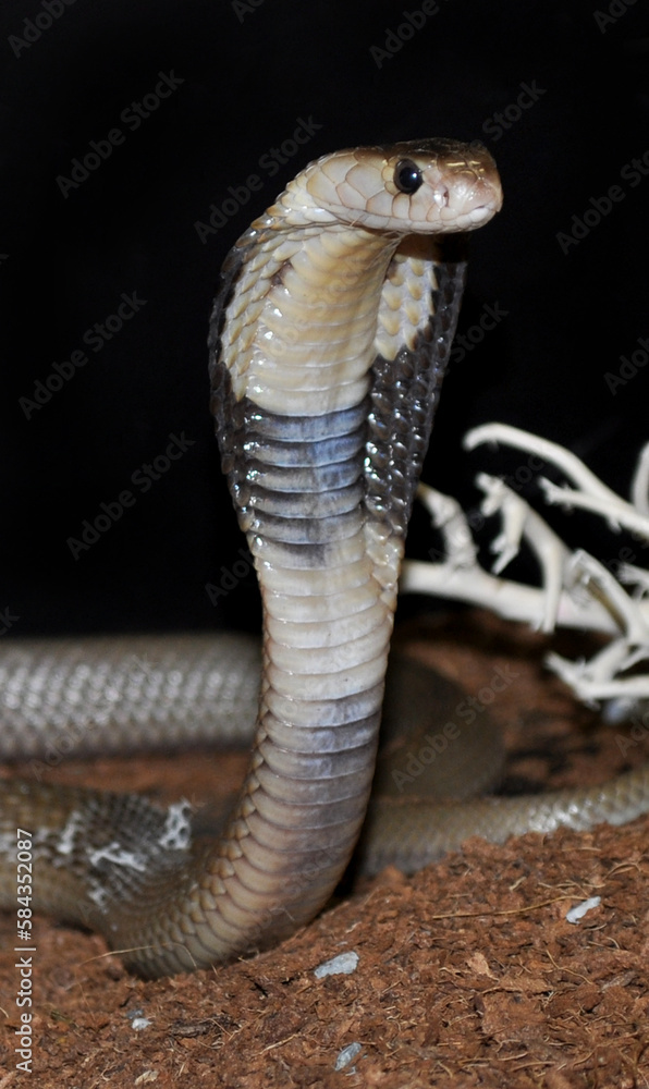 Fototapeta premium Monocled cobra (Naja kaouthia) portrait