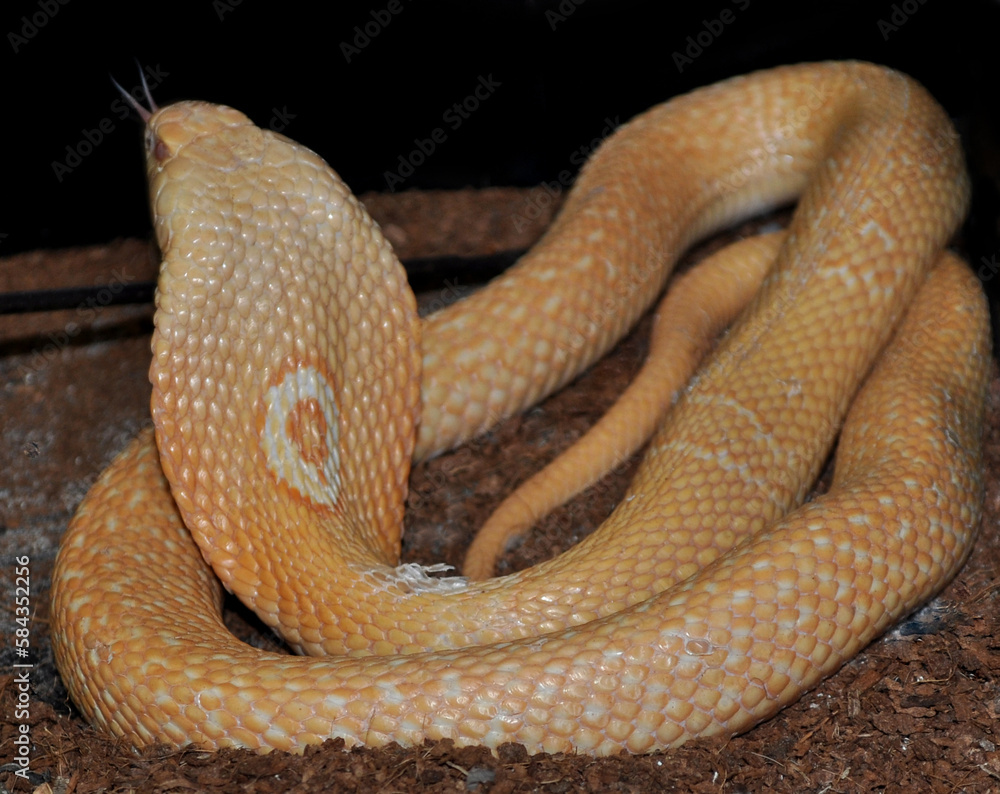 Fototapeta premium Monocled cobra (Naja kaouthia) albino, portrait
