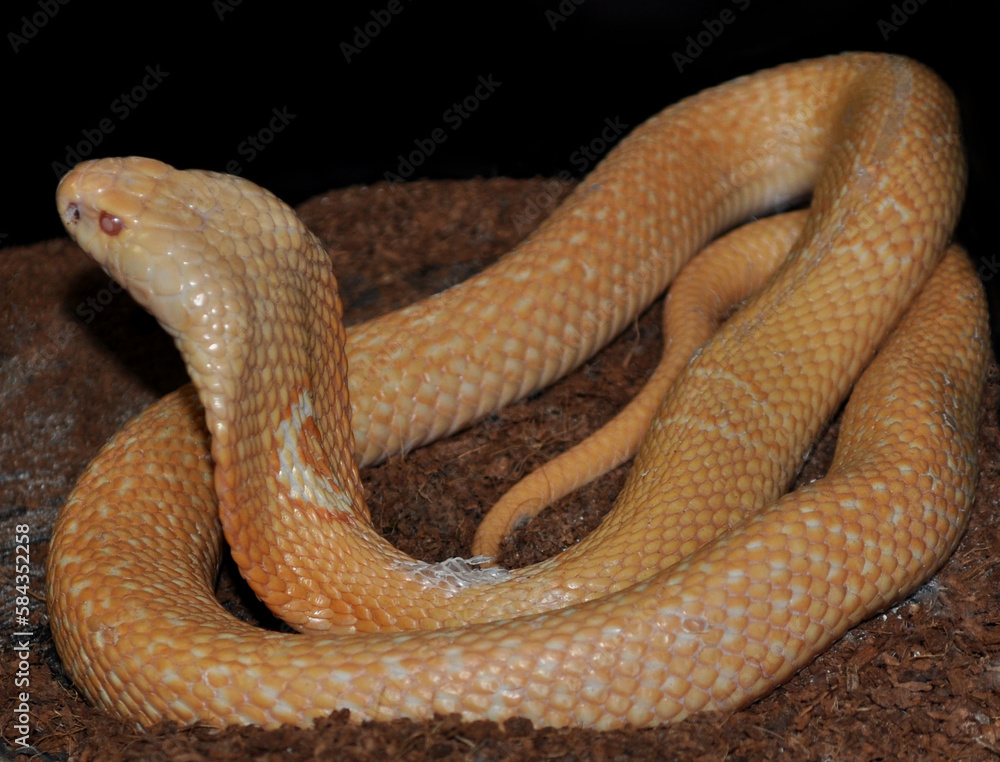 Fototapeta premium Monocled cobra (Naja kaouthia) albino, portrait