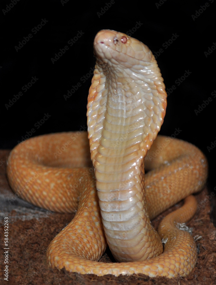 Fototapeta premium Monocled cobra (Naja kaouthia) albino, portrait