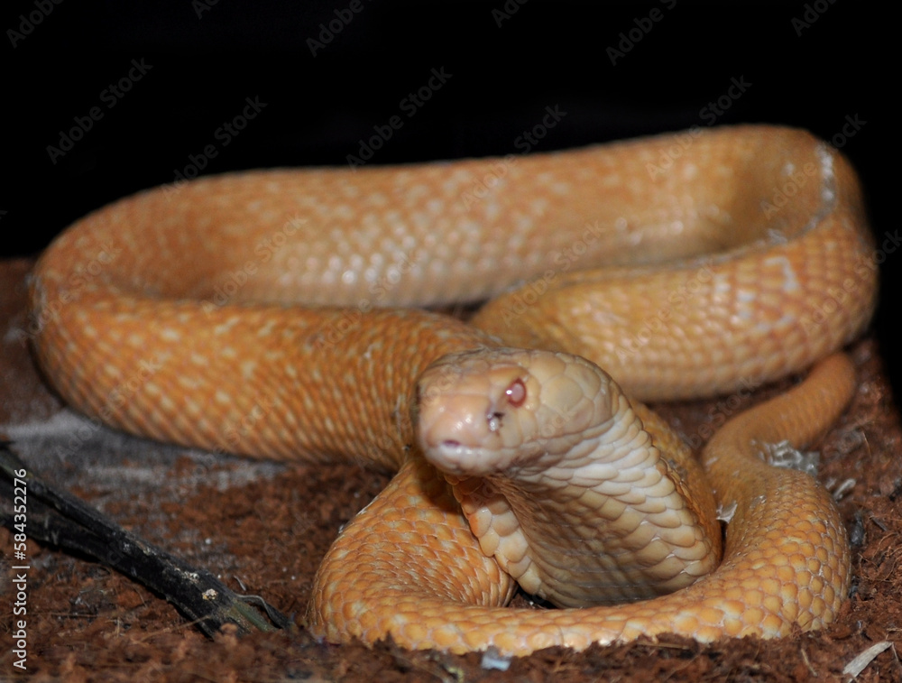 Fototapeta premium Monocled cobra (Naja kaouthia) albino, portrait