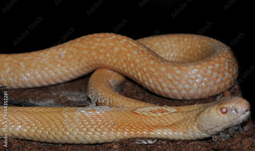 Fototapeta premium Monocled cobra (Naja kaouthia) albino, portrait