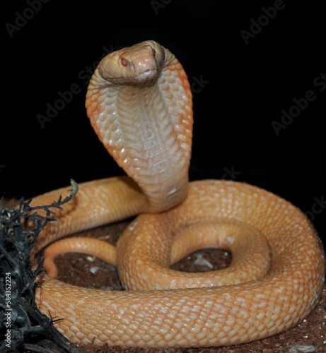 Monocled cobra (Naja kaouthia) albino, portrait