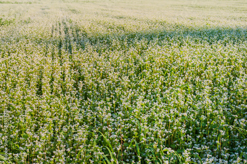 blooming buckwheat field at flowering period