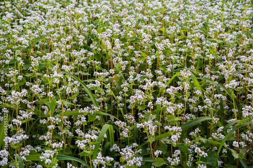Buckwheat field flower close-up, buckwheat flower on top