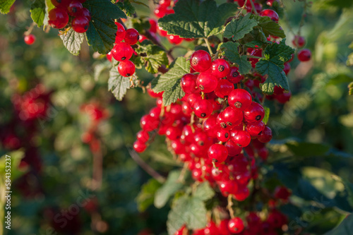 Red currant berries hang on the bush. Ripe currants are red. Harvesting.