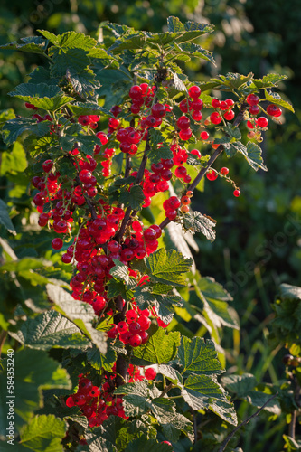 currant berries illuminated by the sun, bunches of ripe berries