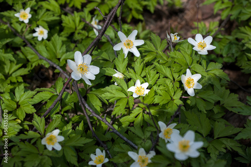 Spring forest and beautiful , white anemones. Anemone nemorosa