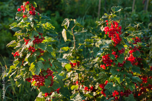 Red currant berries clusters hang on the bush.