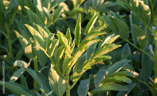 fresh green leaves of faba bean close up