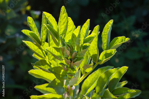 fresh green leaves of beans, bright, illuminated by the sun's rays