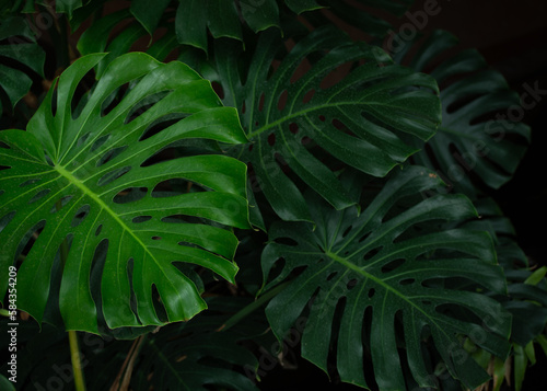 Huge Gorgeous Leaves of Monstera Plant. Tropical rainforest background.