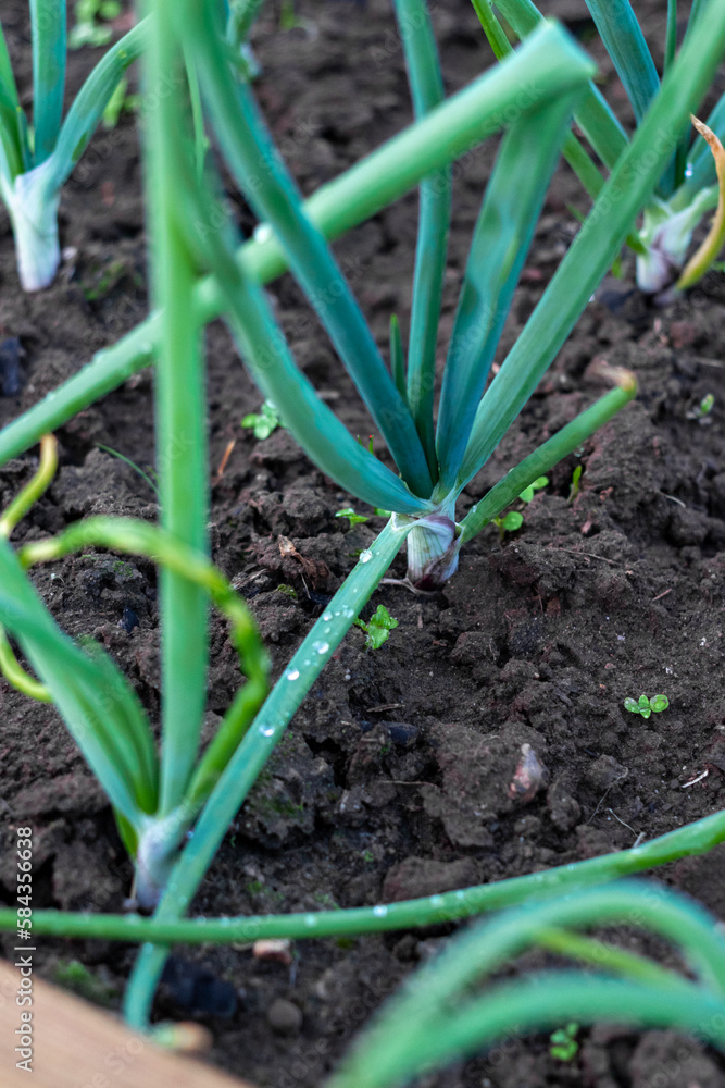 Green onions in alumina. Spring garden plants. Bow grows on beds. Green onions in alumina. Spring garden plants. Bow grows on beds.
