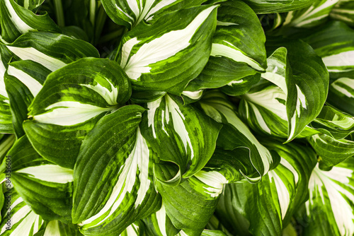 Hosta with big green leaves and white veins. Perennial herbaceous plant for landscaping and gardening. Texture background.
