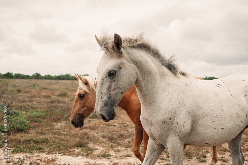 caballos en el campo