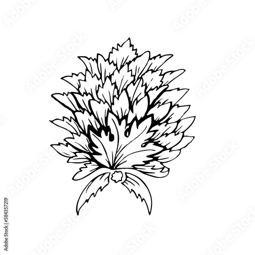 Vintage ink hand drawing flower 