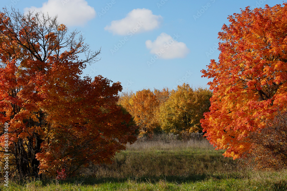 Bunte Herbstbäume in Landschaft, Bayern, Deutschland, Europa
